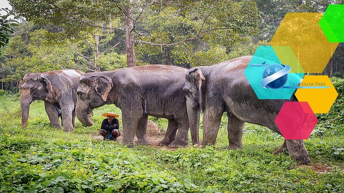 پناهگاه فیل های پوکت ، زیما سفر